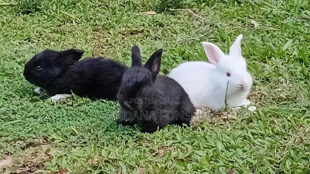 Angora Rabbit