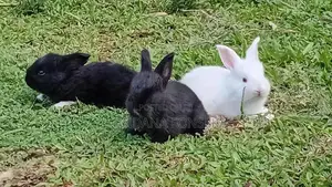 Angora Rabbit
