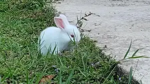 Angora Rabbit