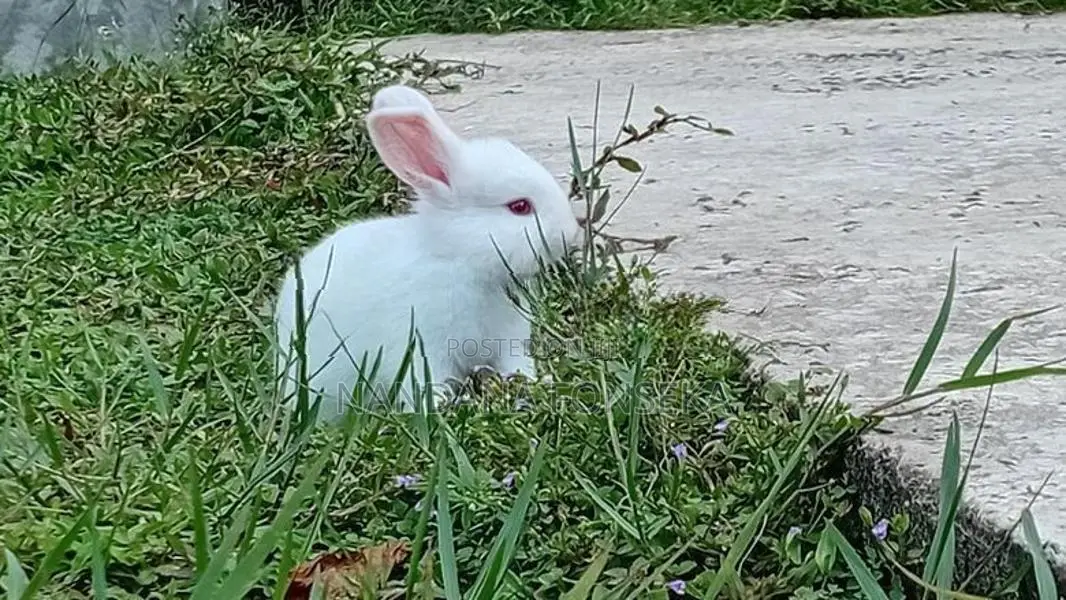 Angora Rabbit