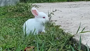 Angora Rabbit
