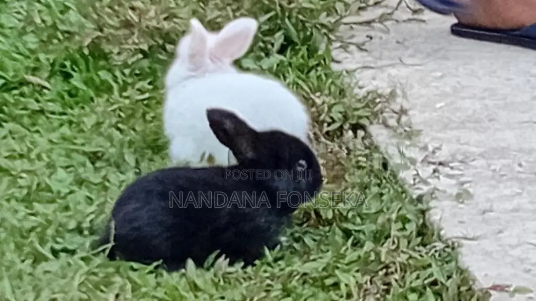 Angora Rabbit