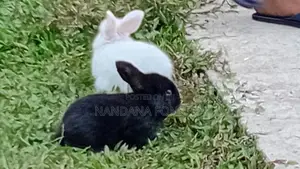 Angora Rabbit