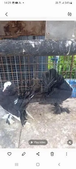 Fantail Pigeon