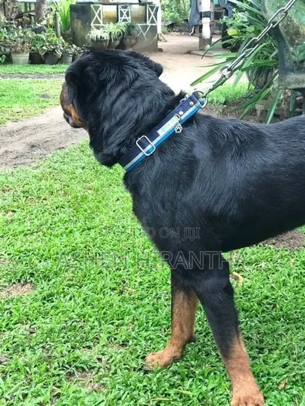 Rottweiler