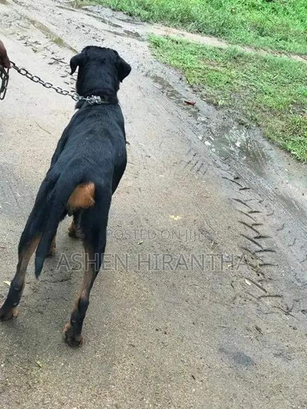 Rottweiler