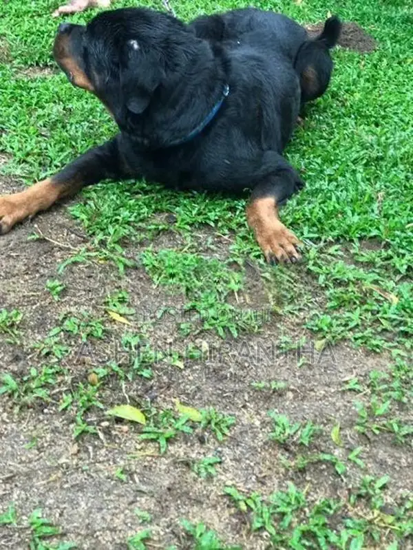 Rottweiler