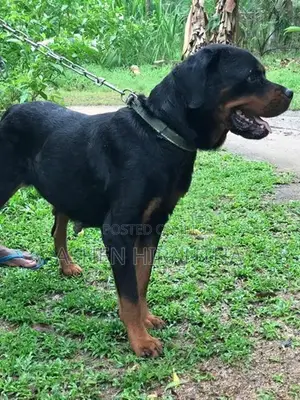 Rottweiler