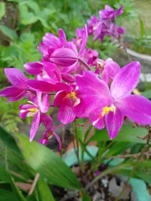 Orchid Pot Plant