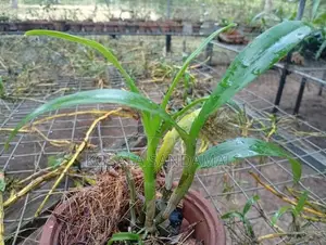 Orchid Pot Plant