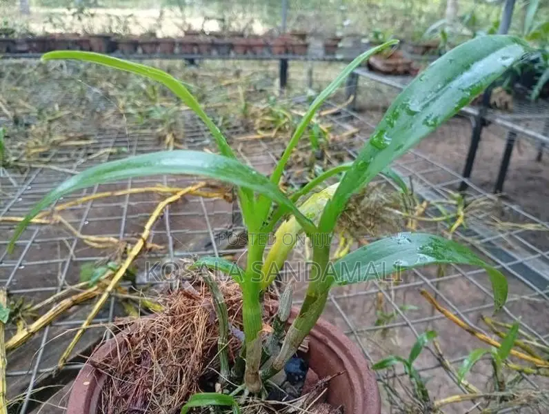 Orchid Pot Plant