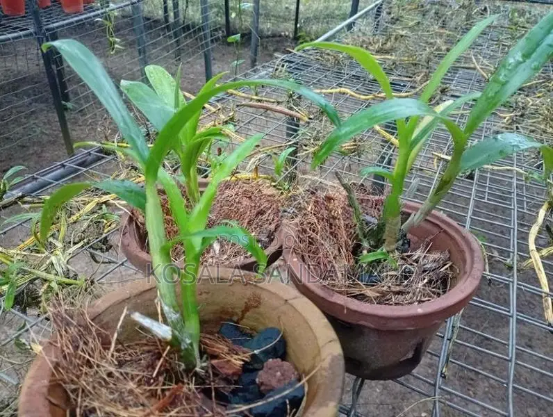 Orchid Pot Plant