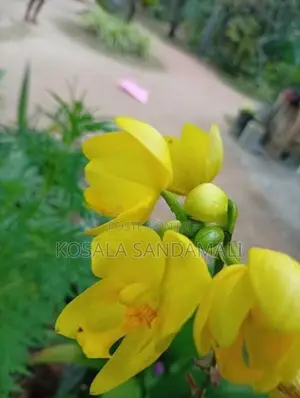 Orchid Pot Plant