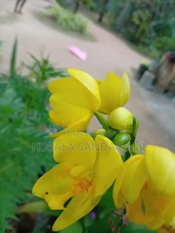 Orchid Pot Plant