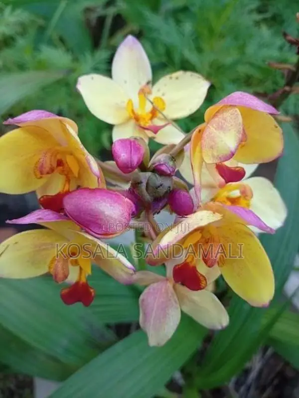 Orchid Pot Plant