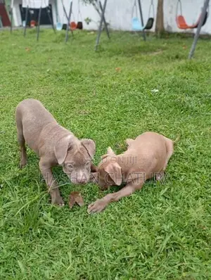American Bully XXL Puppy