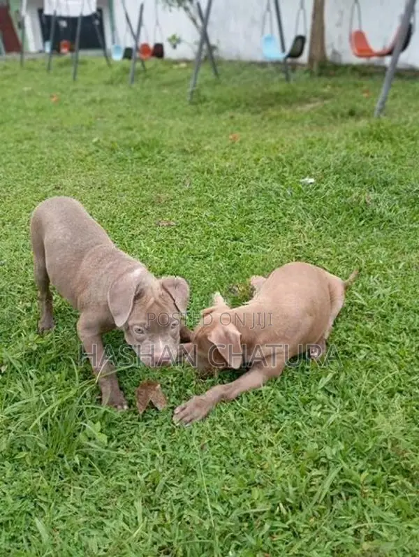 American Bully XXL Puppy