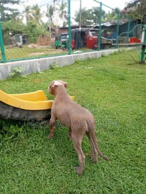 American Bully XXL Puppy