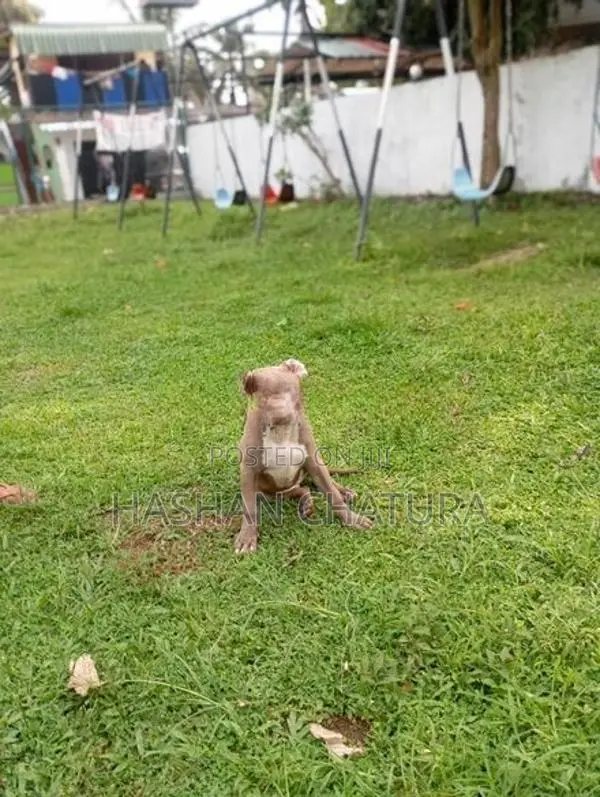 American Bully XXL Puppy