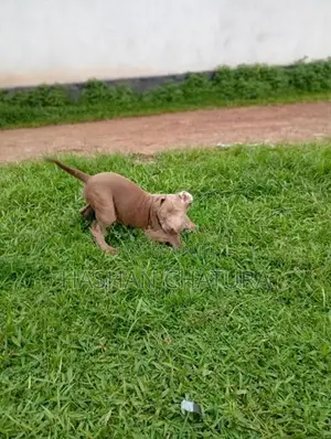 American Bully XXL Puppy