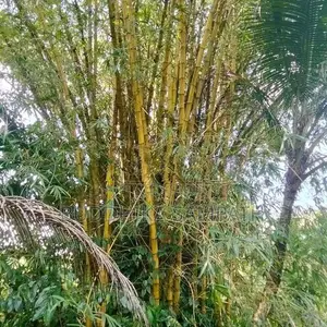 උණ ගස්