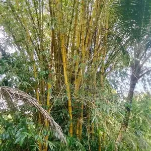 උණ ගස්