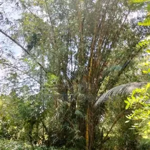 උණ ගස්