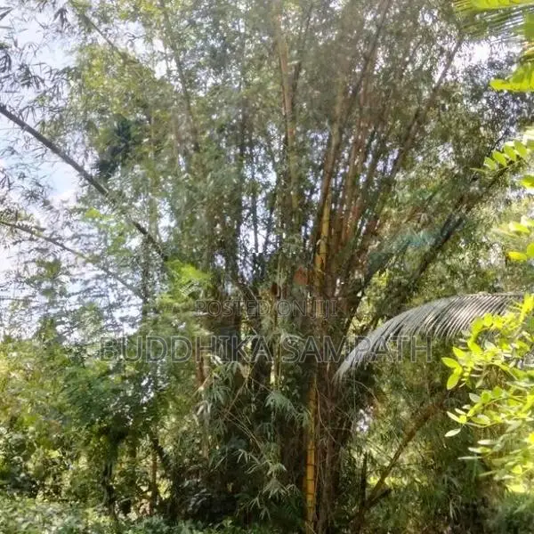 උණ ගස්