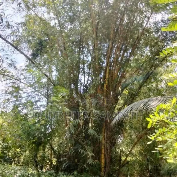 උණ ගස්