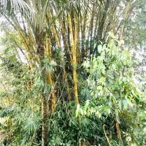 උණ ගස්
