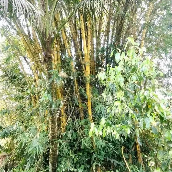 උණ ගස්