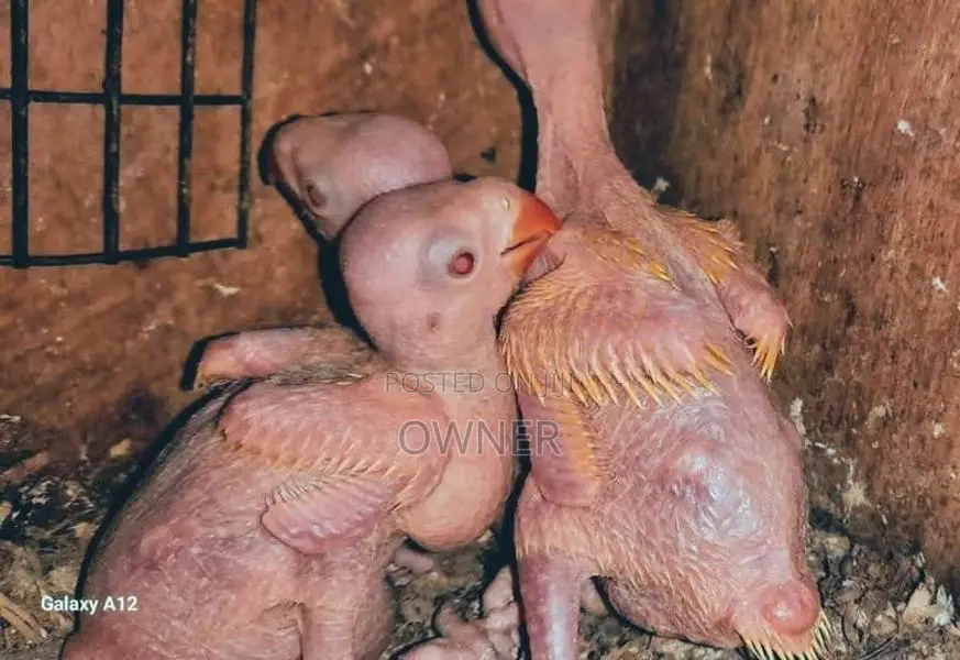 Ringneck Birds