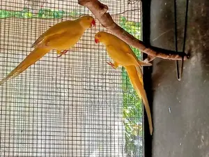 Ringneck Birds