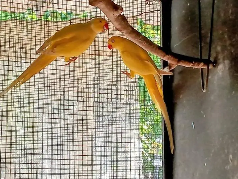 Ringneck Birds