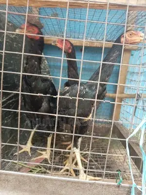Shamo Rooster