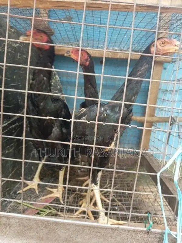 Shamo Rooster