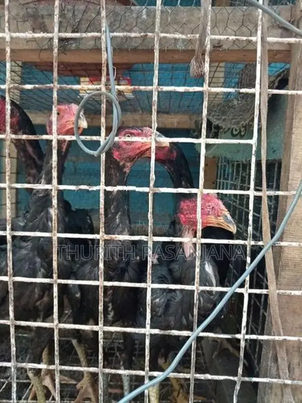 Shamo Rooster