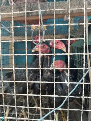 Shamo Rooster