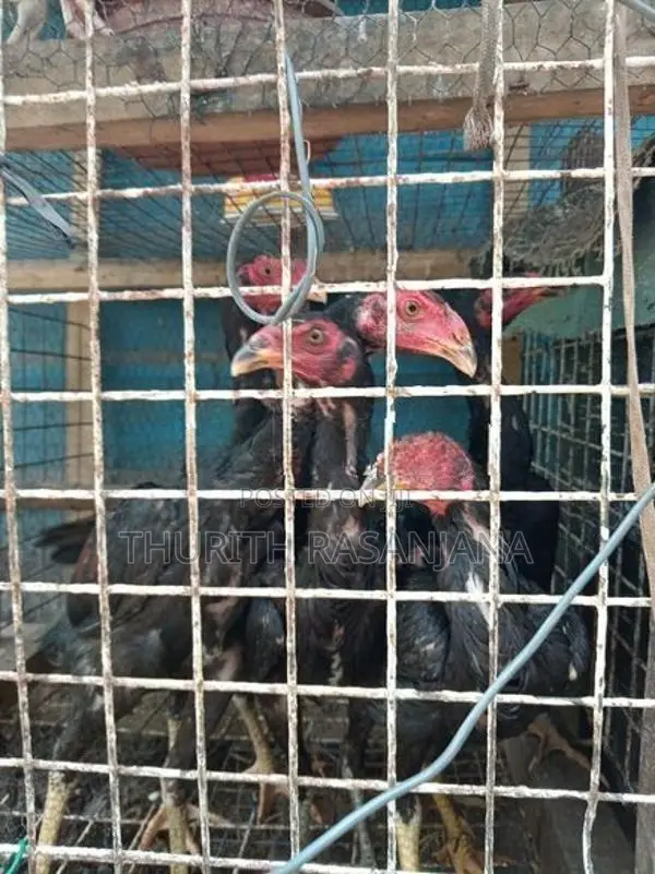 Shamo Rooster