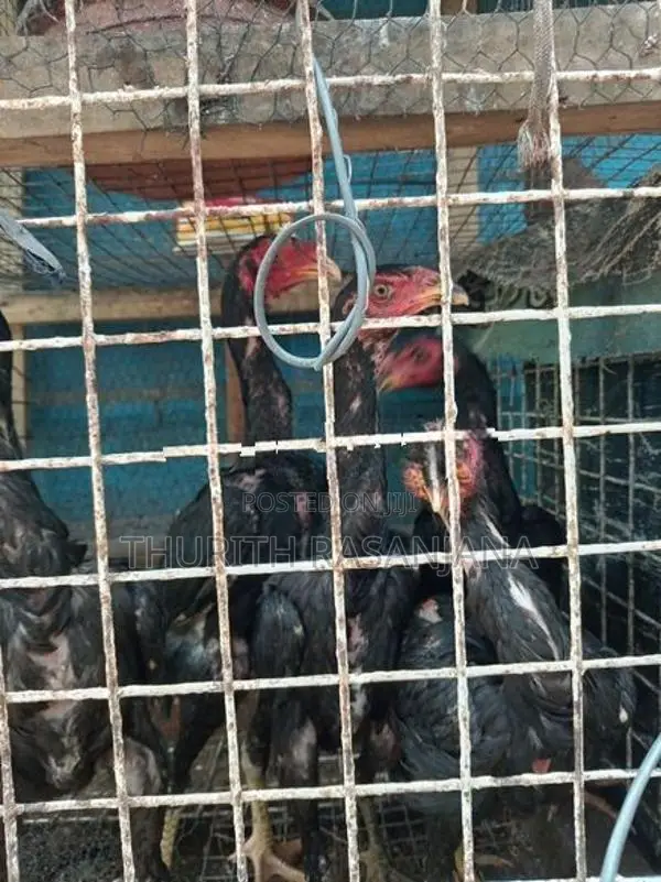 Shamo Rooster