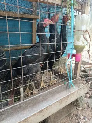 Shamo Rooster