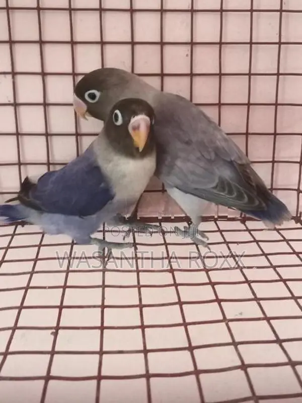 African Love Bird