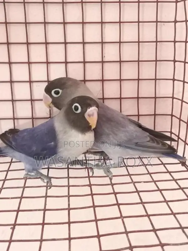 African Love Bird