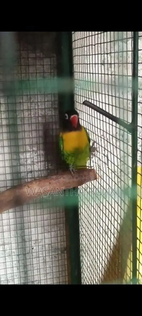 African Love Bird