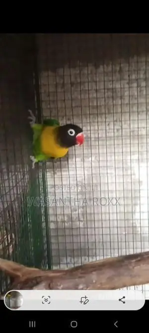 African Love Bird
