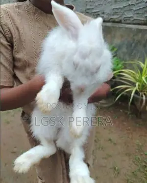 American Rabbit
