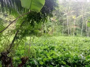වසර 10 ක් පැරණි කොහිල වගාවක් (වී ලාස් 8ක වපසරියක)