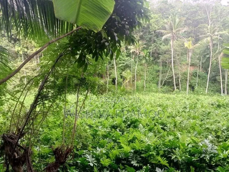 වසර 10 ක් පැරණි කොහිල වගාවක් (වී ලාස් 8ක වපසරියක)