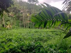 වසර 10 ක් පැරණි කොහිල වගාවක් (වී ලාස් 8ක වපසරියක)