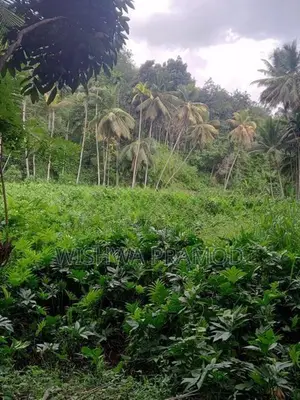 වසර 10 ක් පැරණි කොහිල වගාවක් (වී ලාස් 8ක වපසරියක)